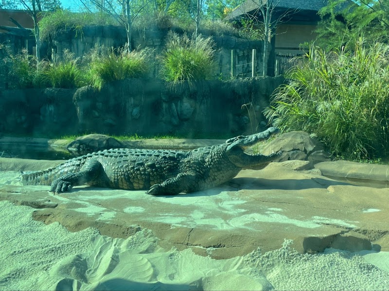 Zambezi River Hippo Camp — Petting Zoos in Memphis