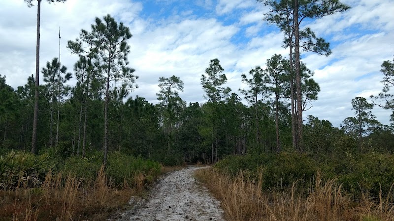 Isle of Pine Preserve — Hiking with Kids in Orlando