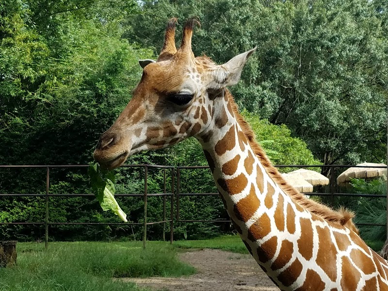 Zoosiana — Zoos for Kids in New Orleans