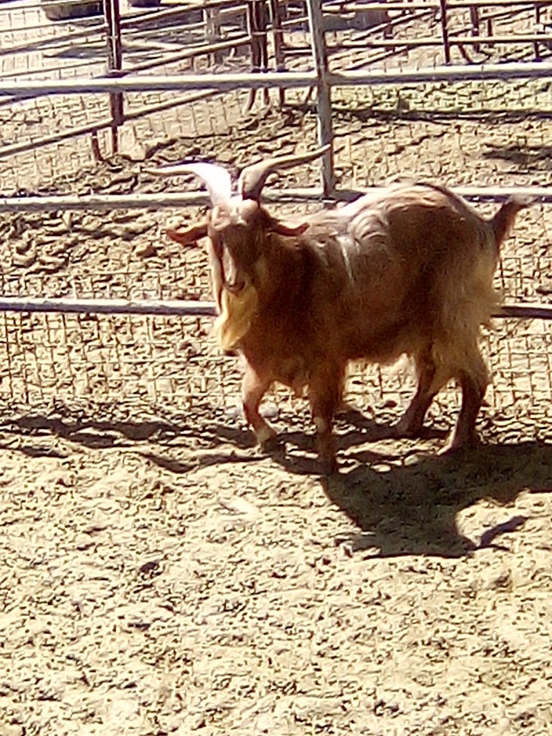 Gilcrease Ranch — Farms and Agritourism in Las Vegas