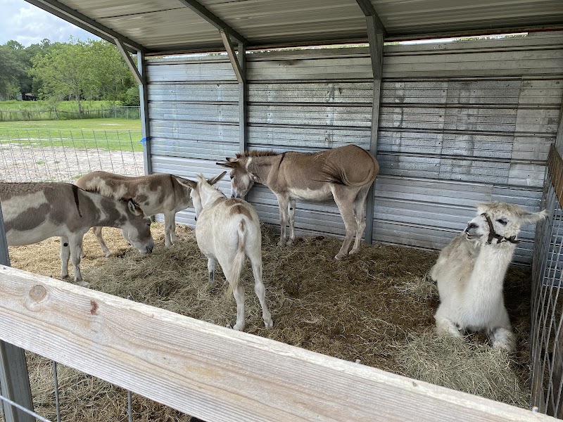 Petting Zoo Ocala