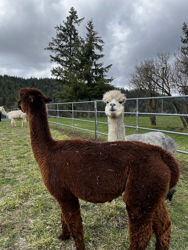 Seven Stars Alpaca Ranch