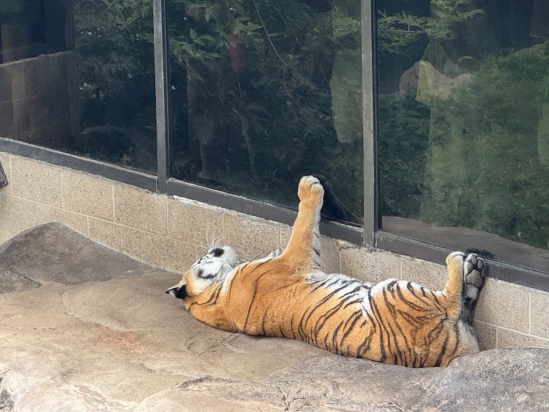 Large Cats