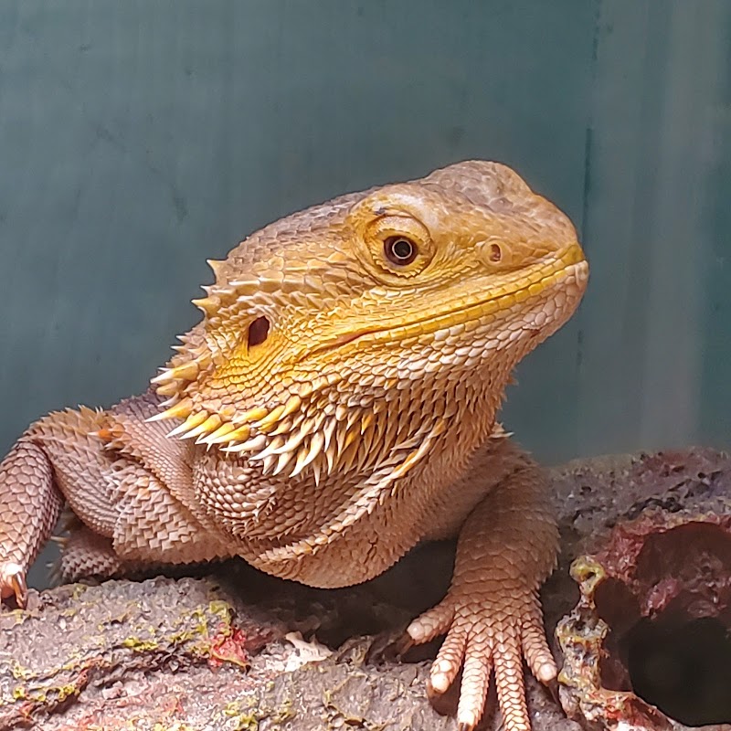 Dave Marchetti's Animal Experiences