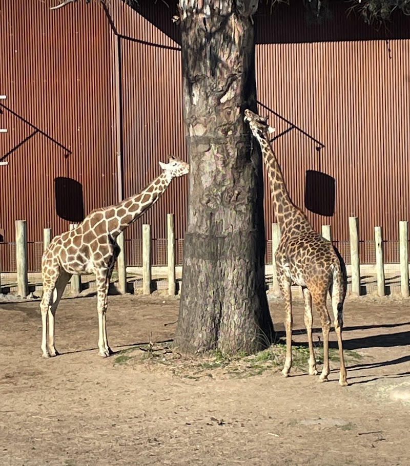 Giraffe Feeding — Petting Zoos in Fresno