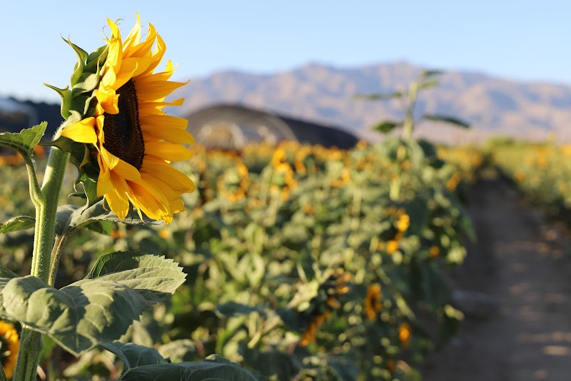 Gilcrease Orchard