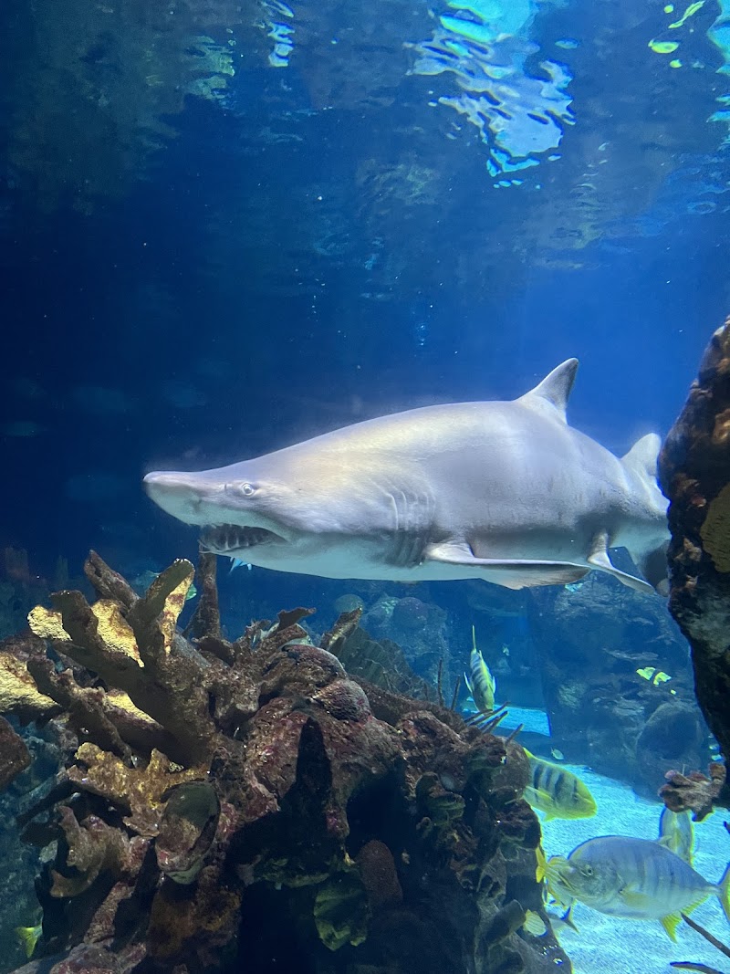 Discovery Bay