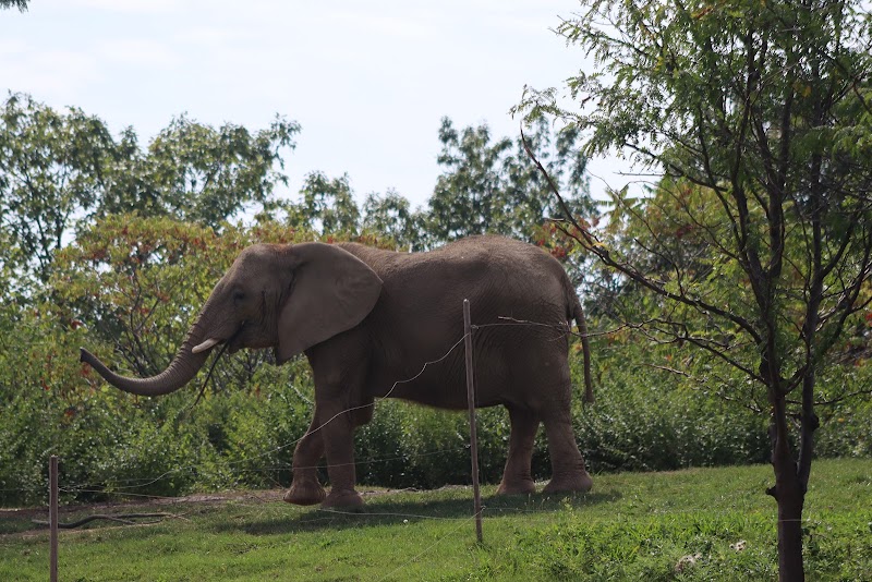 Elephant exhibit (Tembo Camp) — Petting Zoos in Indianapolis
