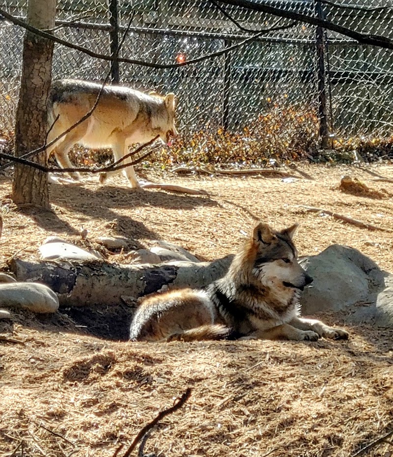 Wolf Woods — Petting Zoos in Cincinnati