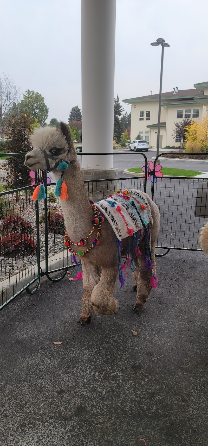 Snowy Range Alpacas — Petting Zoos in Spokane