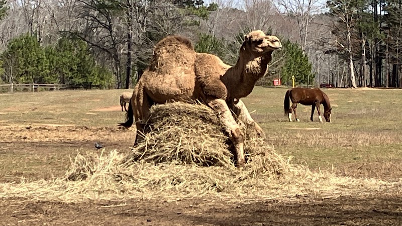 Half Moon Petting Zoo