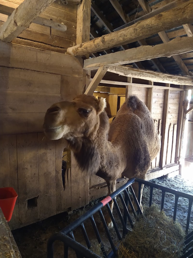 Rainbow Ranch Petting Zoo