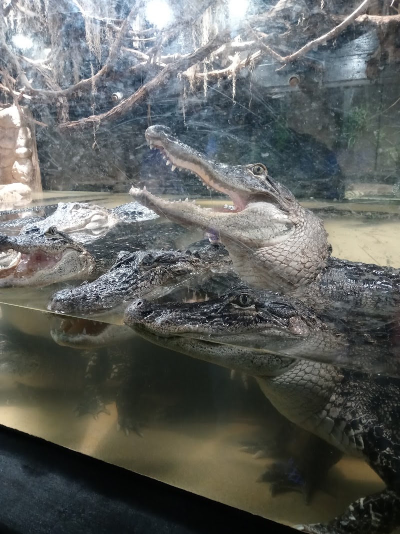 Extreme World — Amusement Parks in Madison