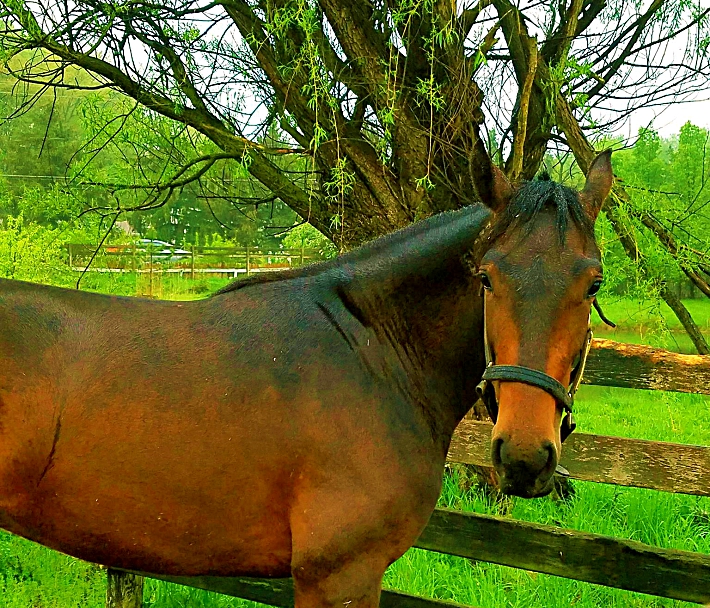 OLD ACRES FAMILY FARM LLC — Petting Zoos in Cleveland