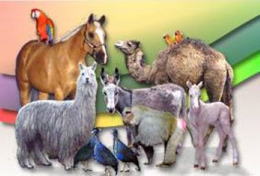 (Tours by appt) Utah Petting Zoo at Ivie Acres Farm — Petting Zoos in Salt Lake City