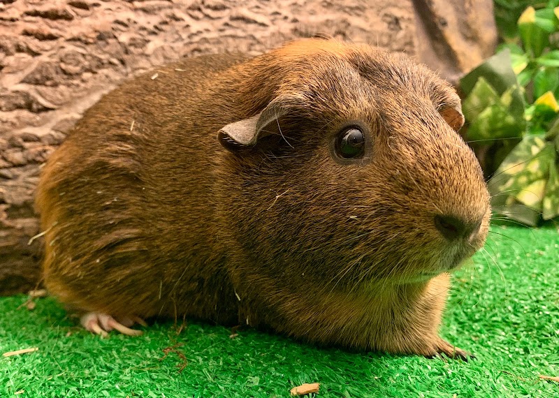 The Nature Company — Petting Zoos in New York