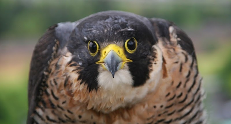 Bird Alliance of Oregon (Formerly Portland Audubon)