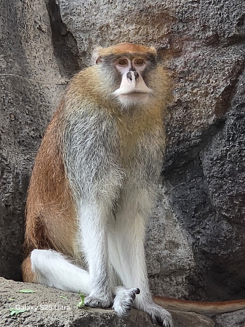 Primates House
