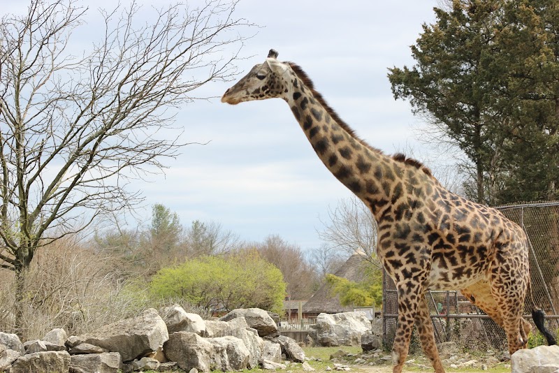 Giraffe House — Petting Zoos in Louisville