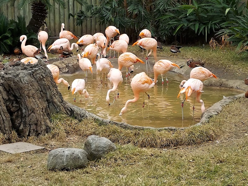 Flamingo Pond — Petting Zoos in Houston