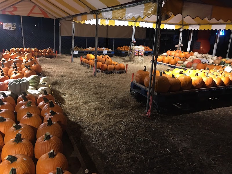 Dave's Pumpkin Patch — Fall Festivals in Tampa