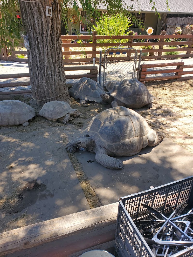 Tortoise Ranch — Petting Zoos in Sunnyvale