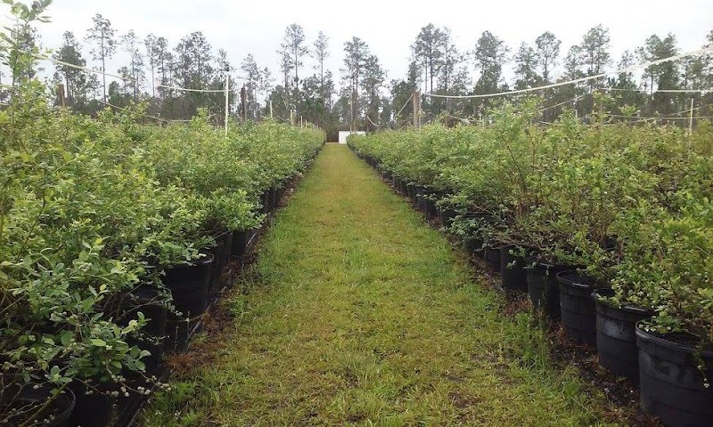 Blu By U Blueberry Farm
