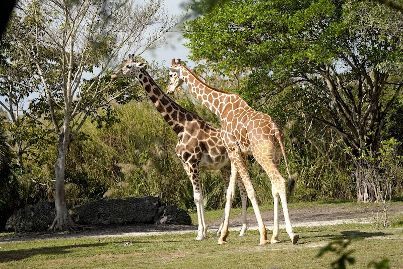 Samburu Giraffe Feeding Station