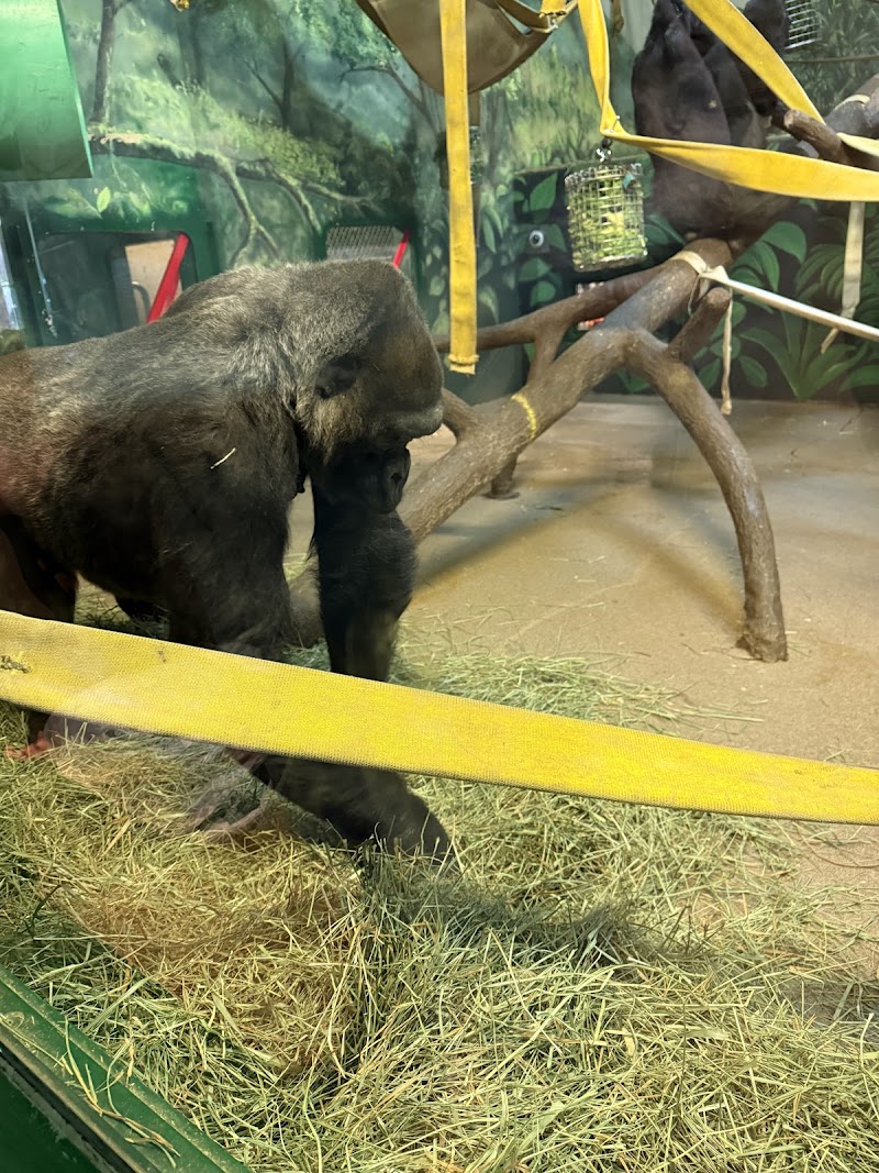Great Apes at Hogle — Petting Zoos in Salt Lake City