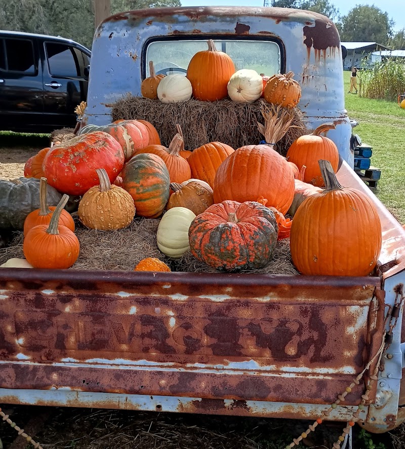 Dade City Farms — Fall Festivals in Tampa