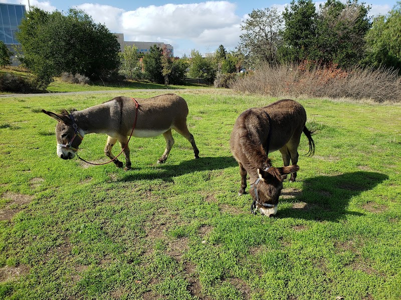 Barron Park Donkeys — Petting Zoos in Sunnyvale