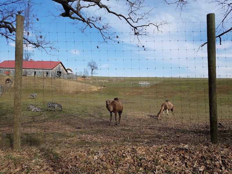 Barnyard Petting Zoo