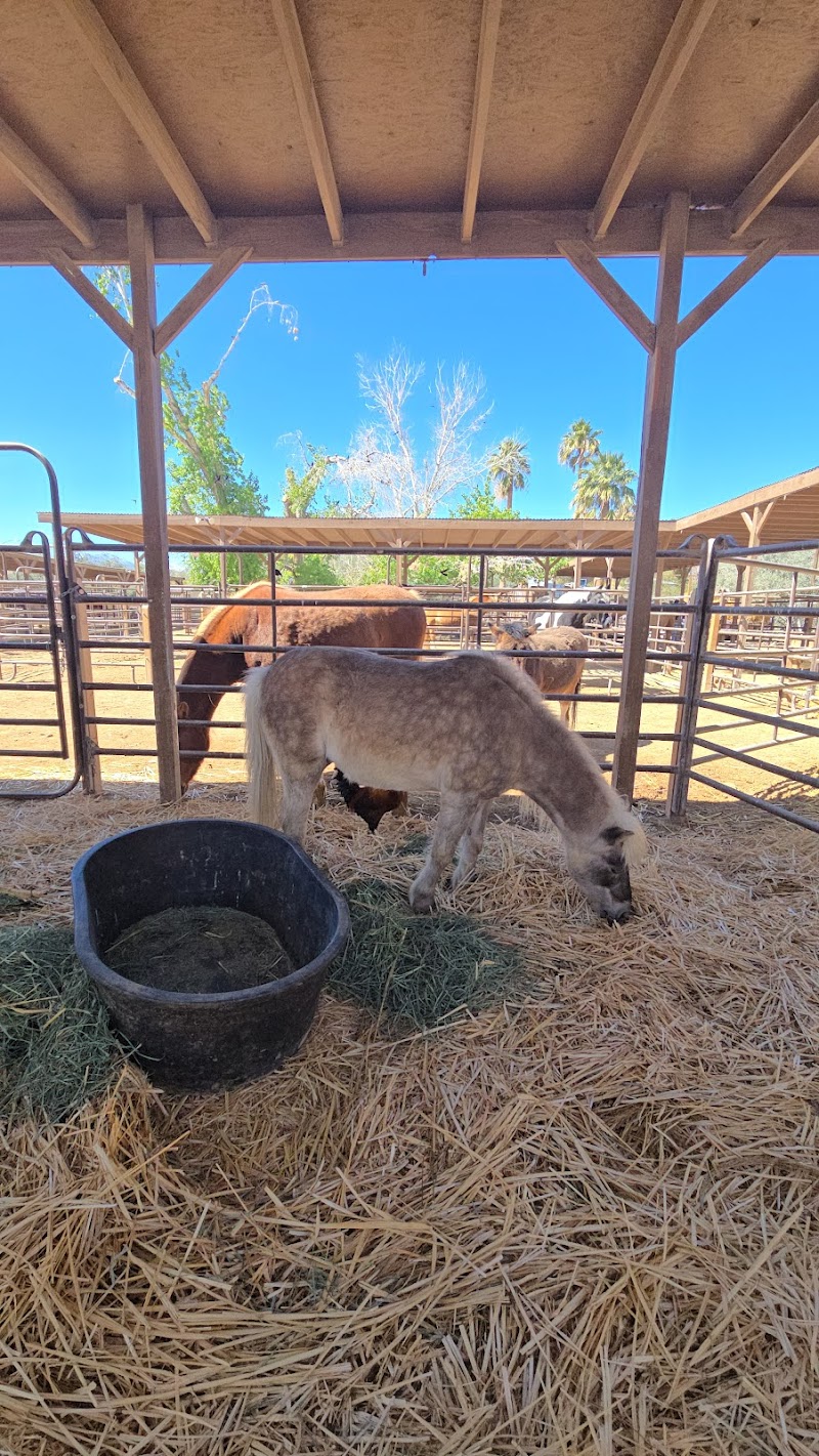 Barn Buddies Rescue