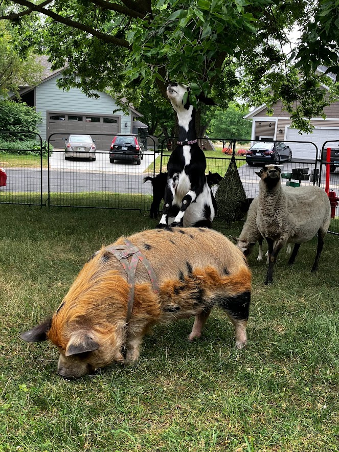 Little Blue's Traveling Zoo