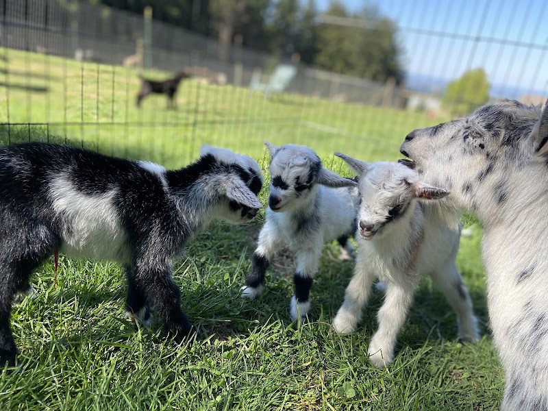 Portland Goat Parties