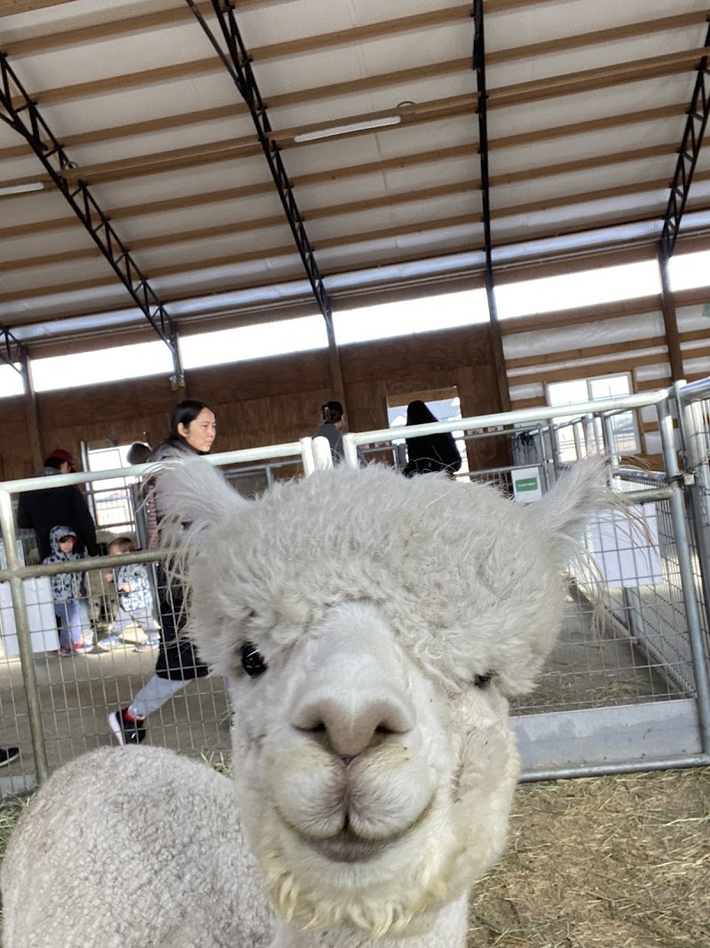 Lil' Buckaroo's Petting Zoo