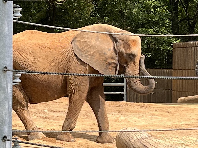 African Elephants — Zoos for Kids in Memphis