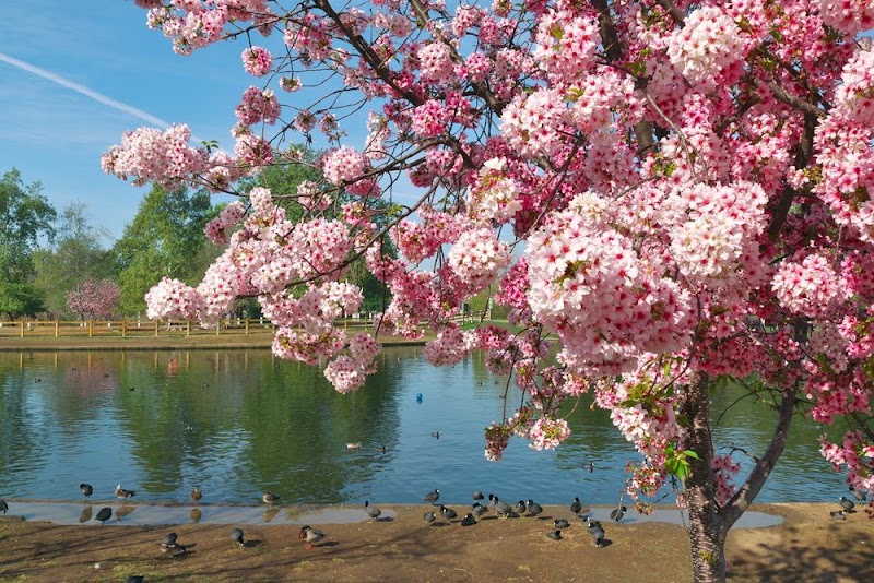 Lake Balboa/Anthony C. Beilenson Park