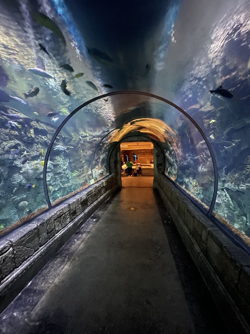 Shark Reef Aquarium at Mandalay Bay