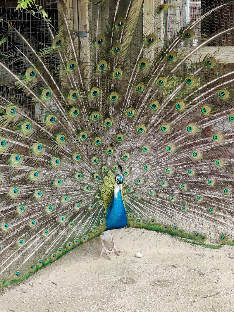 Big Joel's Safari Petting Zoo & Educational Park