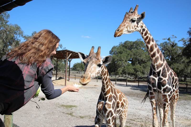 Giraffe Ranch