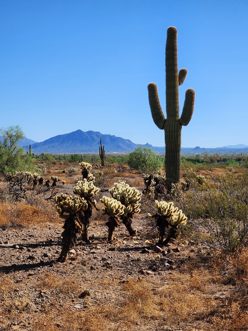 Sonoran Preserve -Desert Vista Trailhead — Hiking with Kids in Phoenix