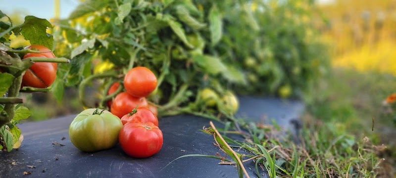 Wesley Wells Farms — Fall Festivals in Jacksonville
