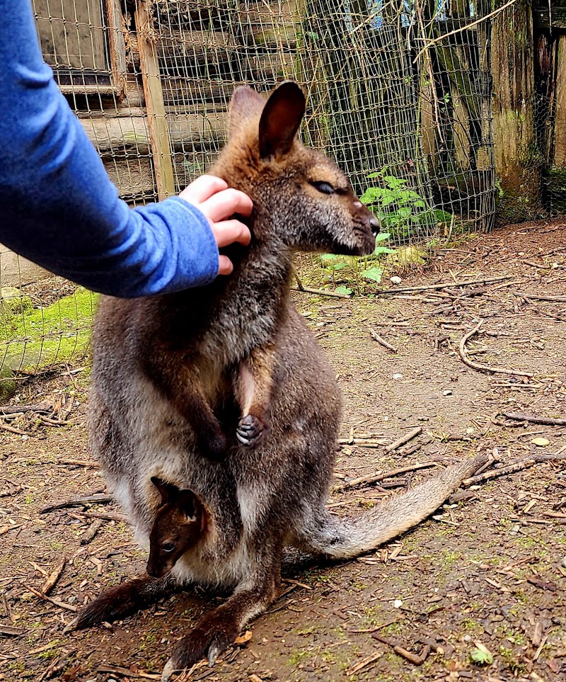 The Outback Kangaroo Farm — Petting Zoos in Seattle