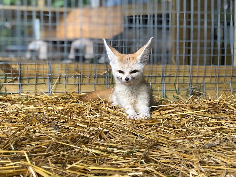 Moore Exotic Animal Ranch — Petting Zoos in Tampa