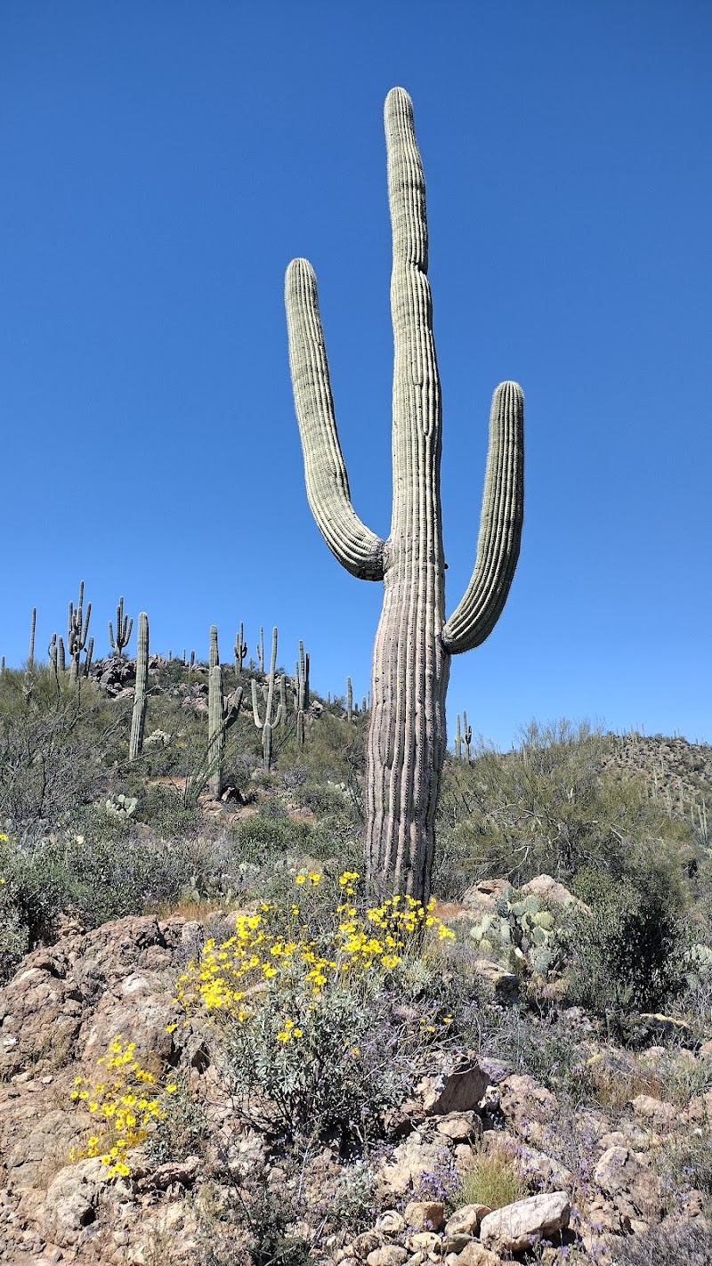 Camino de Oeste Trailhead — Hiking with Kids in Tucson