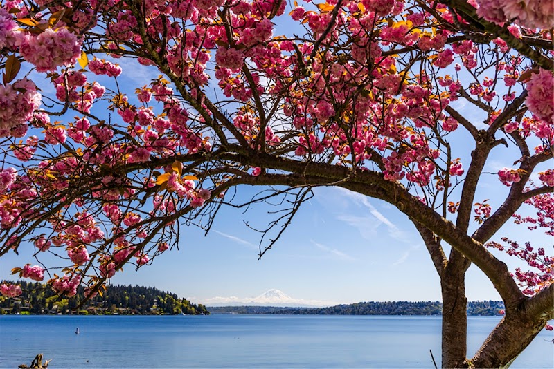 Seattle Cherry Blossom Run — Fall Festivals in Seattle