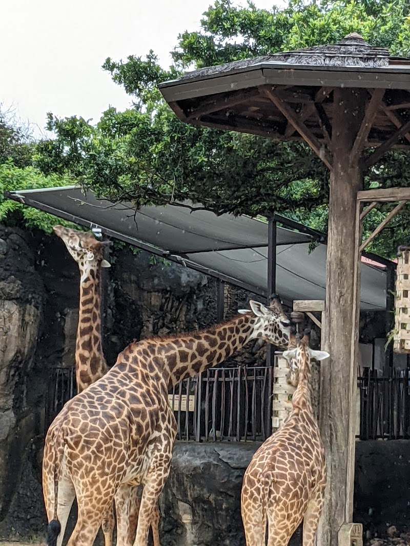 Giraffe Feeding Platform — Petting Zoos in Houston