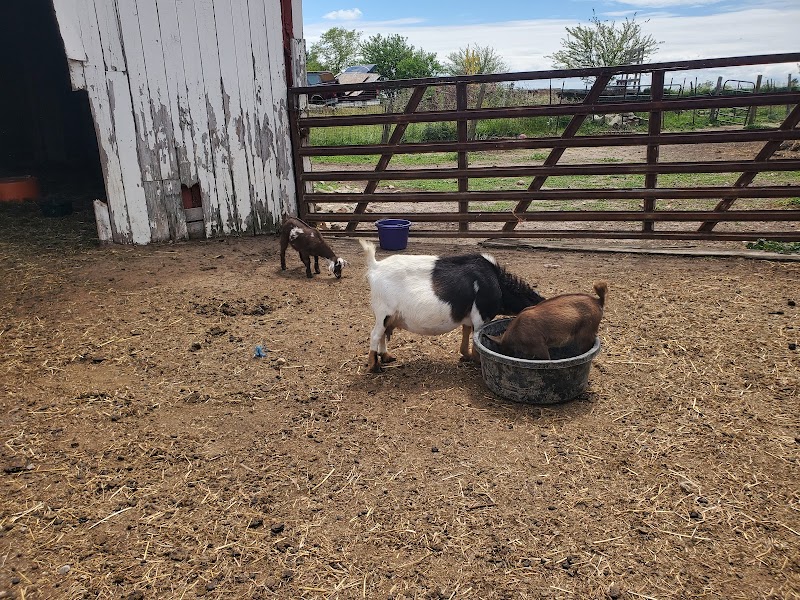 Heavenly Acres Farm — Petting Zoos in Indianapolis