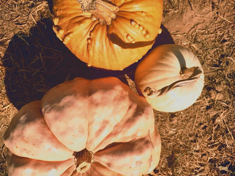 Sunny Acres Farm